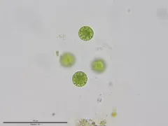 Asterococcus superbus thumbnail 1