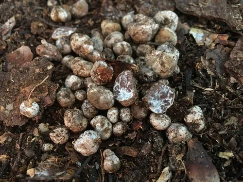 Tuber separans