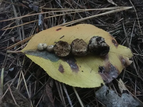 Citrine False Truffle