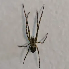 Eastern Cave Long-jawed Spider thumbnail 2