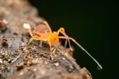 Sclerobunus idahoensis thumbnail 4