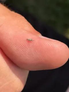 Harris's Green Lacewing thumbnail 3