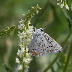 Gray Copper thumbnail 4