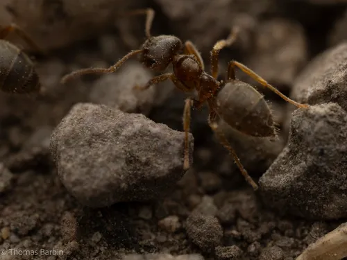 Lasius ponderosae