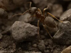 Lasius ponderosae thumbnail 1