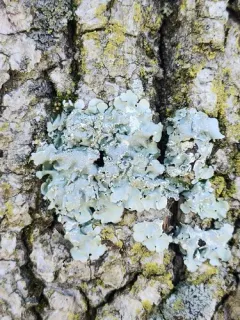 Borrer's Speckled Shield Lichen thumbnail 4