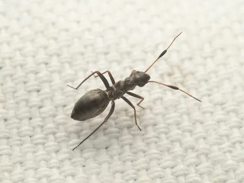 Orectoderus arcuatus