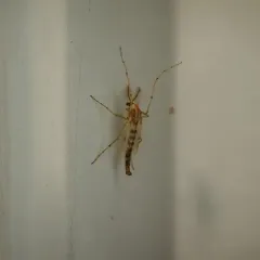 Thick-tailed Non-biting Midge thumbnail 4