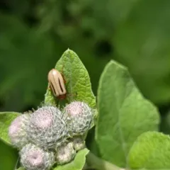Zonitis bilineata thumbnail 3