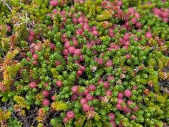 Rock Crowberry thumbnail 4