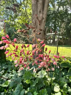 coralbells thumbnail 3