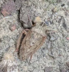 Anoscopus serratulae thumbnail 2