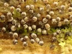 Collaria arcyrionema thumbnail 3
