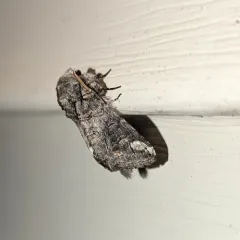 Oblique Heterocampa Moth thumbnail 4
