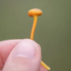 Cranberry Waxy Cap thumbnail 3