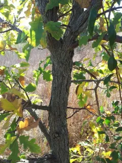 post oak thumbnail 3