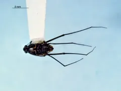 Trepobates inermis thumbnail 4