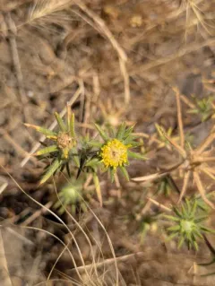 Fitch's tarweed thumbnail 2