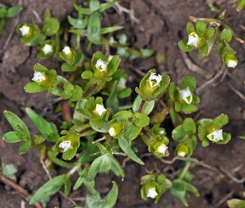 Boggs Lake hedgehyssop