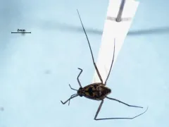 Trepobates pictus thumbnail 2