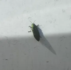 Buprestis langii thumbnail 3