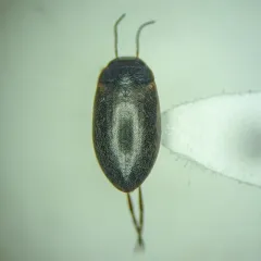 Hydroporus subpubescens thumbnail 2
