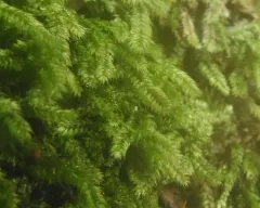 Taxiphyllum deplanatum thumbnail 4