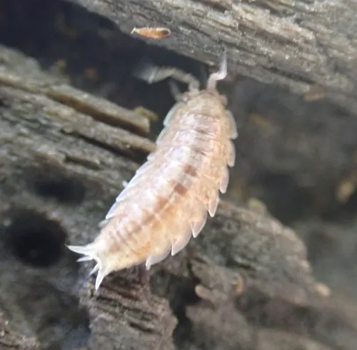 Detonella papillicornis