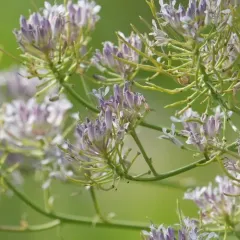 Telescoping Mustard thumbnail 2