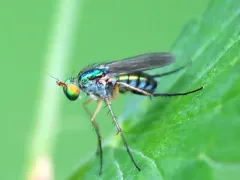 Dolichopus variabilis thumbnail 1
