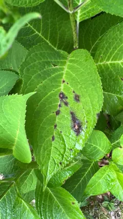 Cercospora hydrangeae thumbnail 3