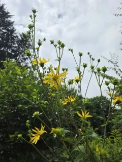 Starry rosinweed thumbnail 3