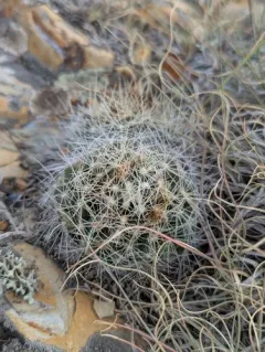Missouri Foxtail Cactus thumbnail 4