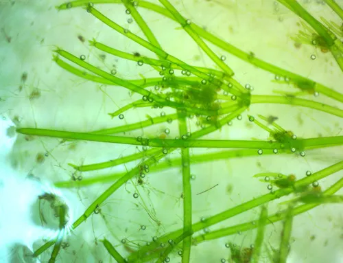 Braun's stonewort