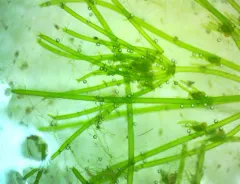 Braun's stonewort thumbnail 1
