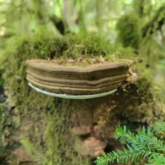 Artist's Conk thumbnail 4