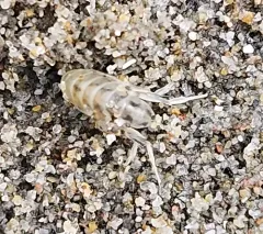 Pale beach hopper thumbnail 4