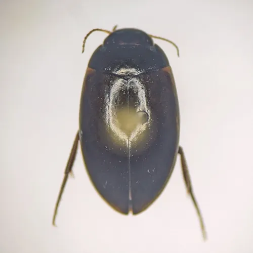 Agabus smithi