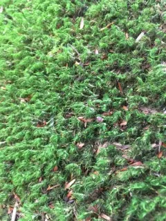 Montane Dicranum Moss thumbnail 2