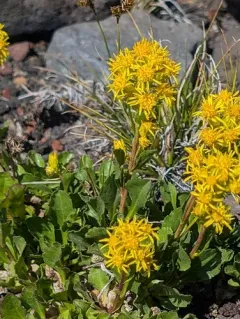 Sticky Goldenrod thumbnail 3