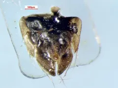 Hesperocorixa atopodonta thumbnail 4