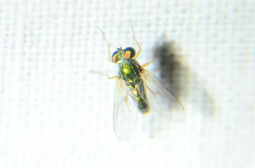 Mesorhaga flavipes