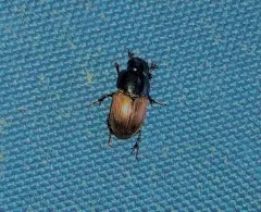 Acrossus rubripennis thumbnail 4
