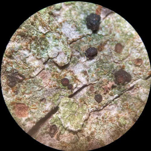 Bacidia laurocerasi