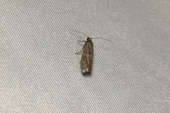 Eurythmia angulella thumbnail 4