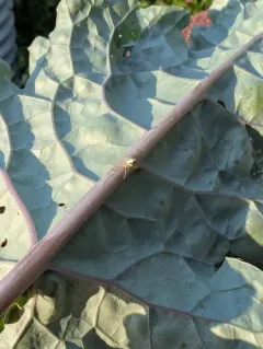 White Long-legged Cobweaver thumbnail 2