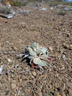 granite buckwheat thumbnail 4