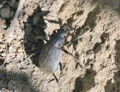 Calosoma tepidum thumbnail 4