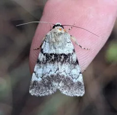 Sympistis extremis thumbnail 3