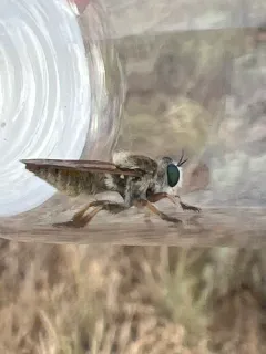 Megaphorus willistoni thumbnail 2
